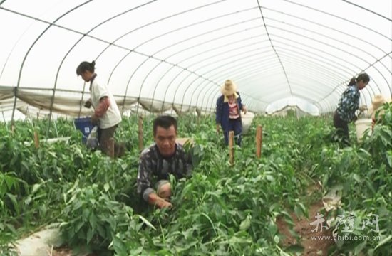 九毫堤村:发展大棚蔬菜 促农增收致富