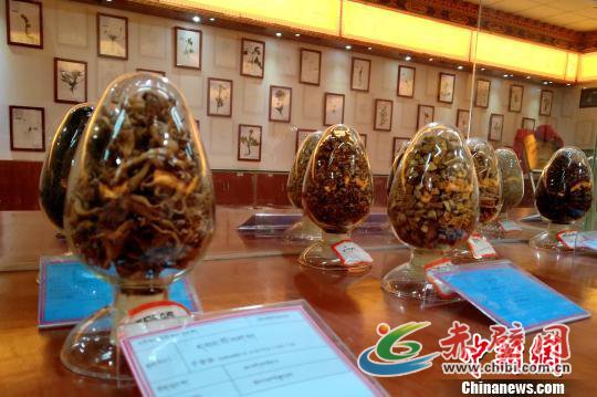 图为国家中医(藏医)临床研究基地中展示的藏药药材。 江飞波 摄 图为国家中医(藏医)临床研究基地中展示的藏药药材。 江飞波 摄