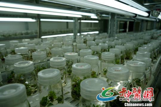 图为西藏自治区农牧科学院对藏药植物红景天进行培植实验。 江飞波 摄 图为西藏自治区农牧科学院对藏药植物红景天进行培植实验。 江飞波 摄